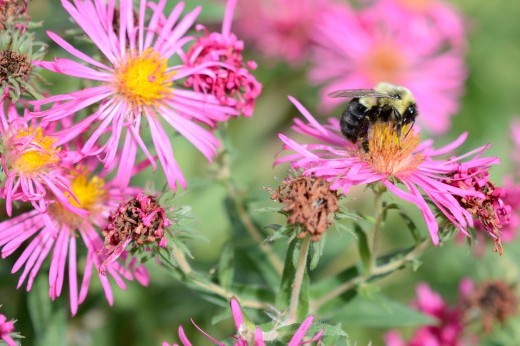 Carpenter Bee Aster_EP_44235550064.jpg