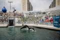 Copy of Terria Clay_8915_California Sea Lion with Trainer at Aquatheater Show_ATH_AQ_20240729