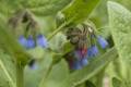 Copy of Flower Buds Opening