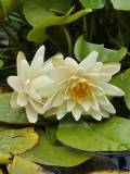 Copy of Water Lily