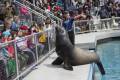 Copy of Copy of Julie Larsen Maher_6541_Calilfornia Sea Lion Aquatheater with Visitors_ATH_AQ_04 24 19