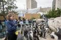 Copy of Terria Clay_0002_Black-footed Penguin Feed with Keeper_SC_AQ_20240516