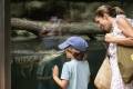 Visitors with American Alligator